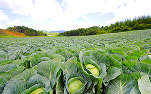 原産地・特定原材料